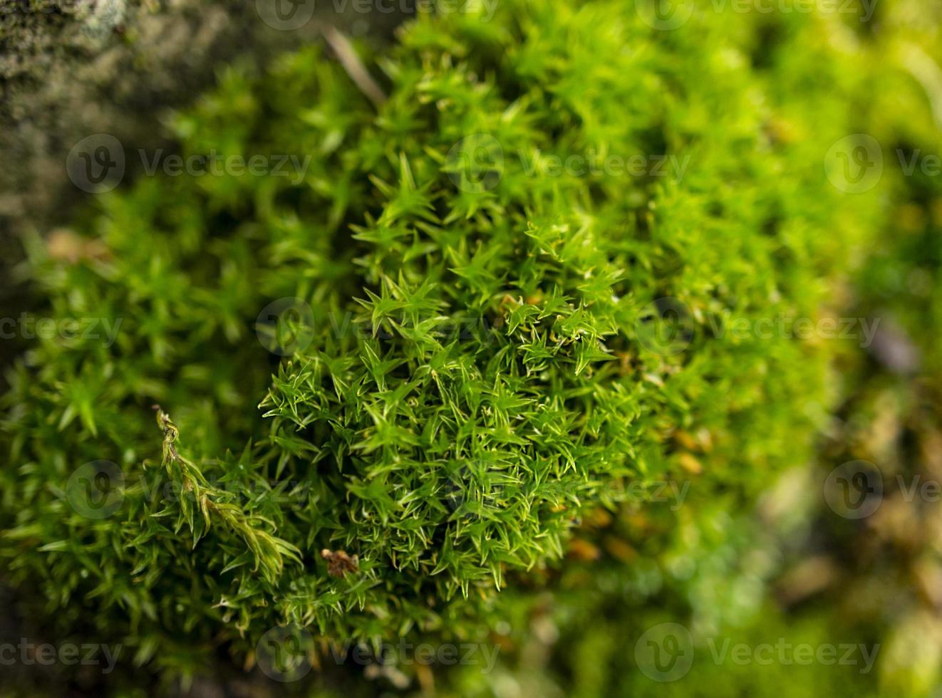 verde muschio nel il foresta avvicinamento. naturale sfondo foto