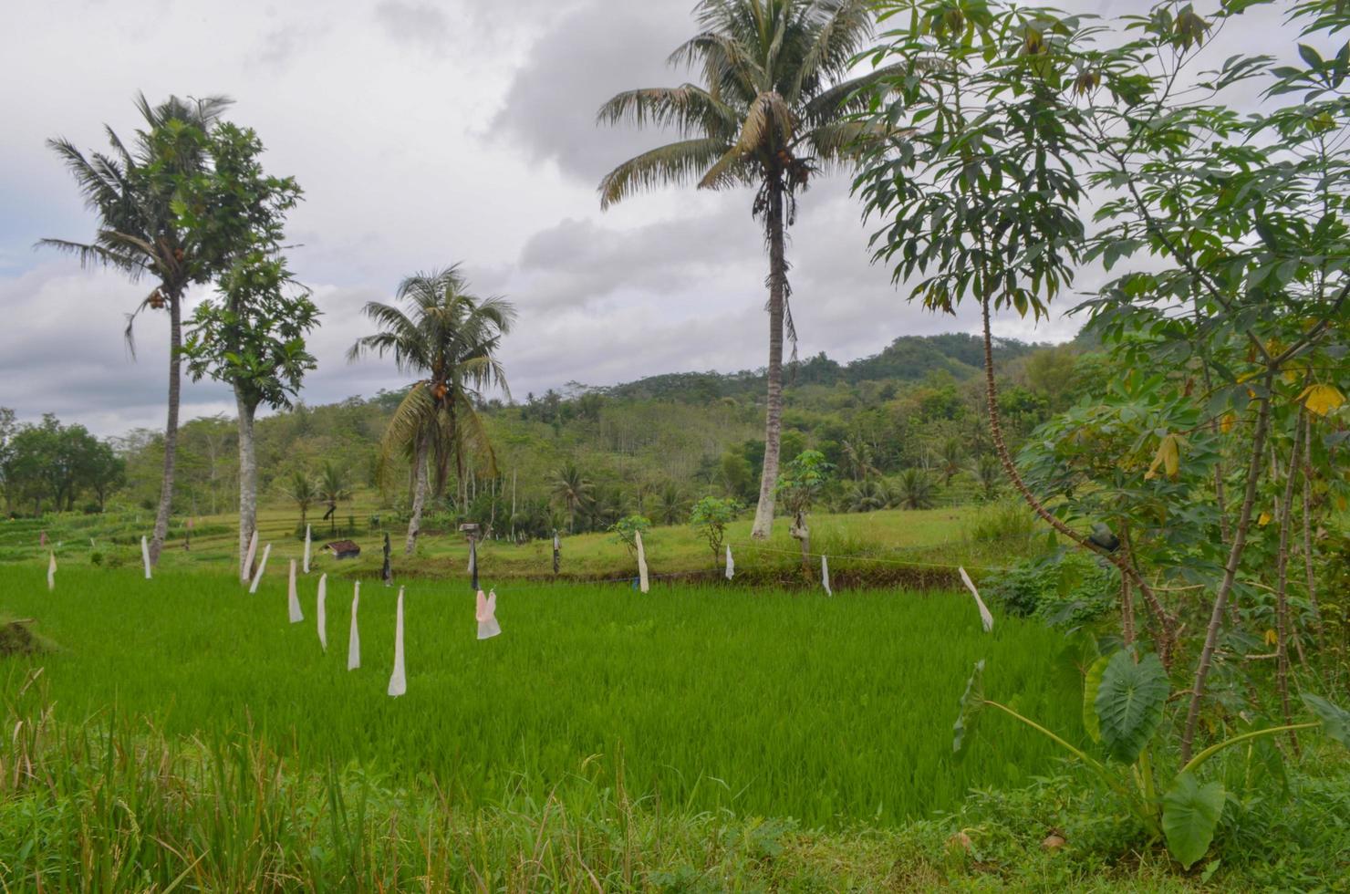 natura sfondi. verde struttura di riso campo con Noce di cocco palma alberi al di sopra di tropicale cielo. Immagine nel Vintage ▾ stile. est Giava Indonesia foto