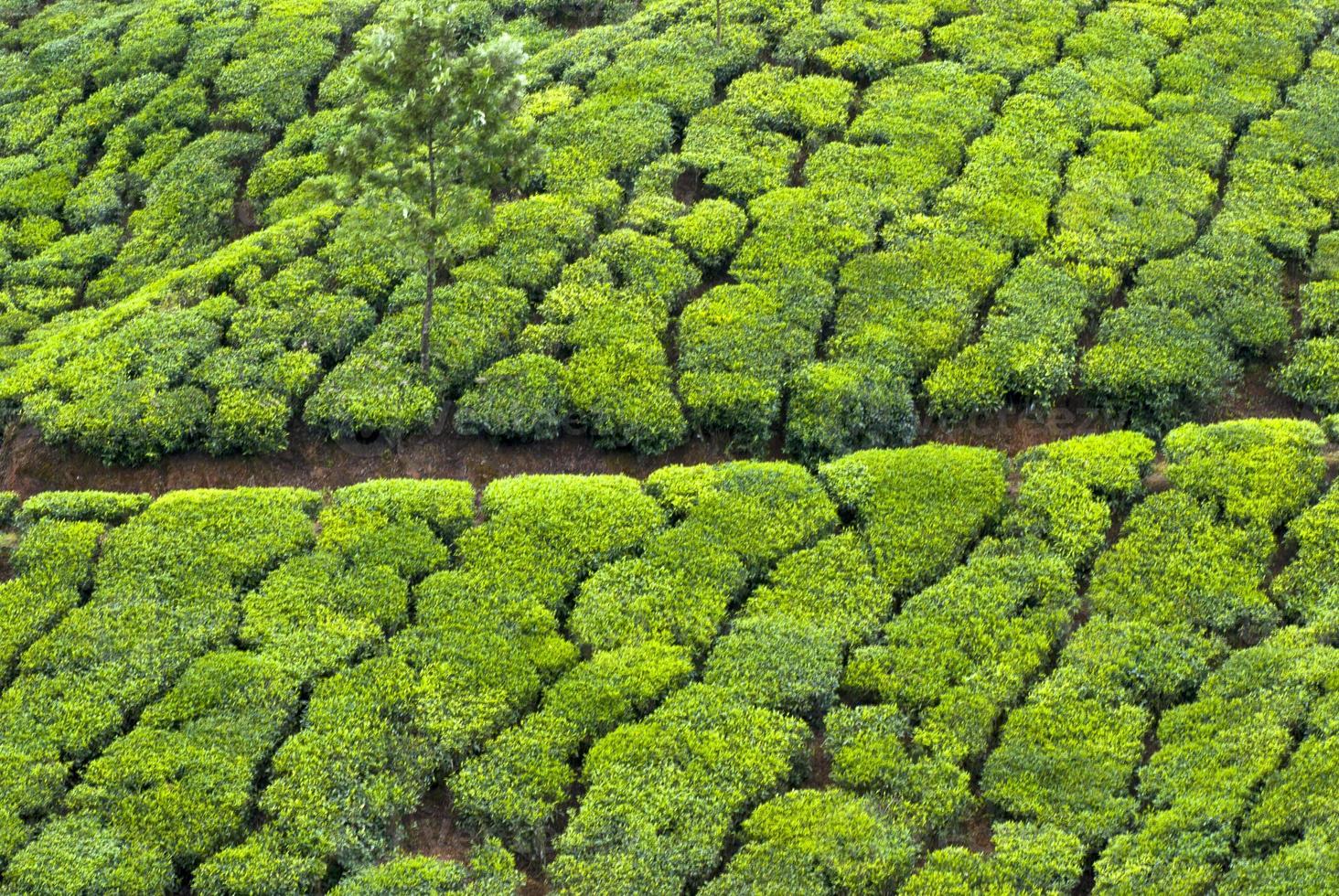 piantagione di tè, raccolto di tè foto