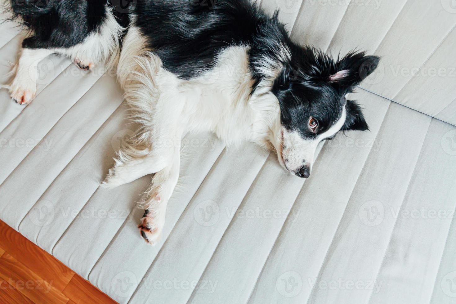 divertente ritratto di simpatico cucciolo di cane border collie sorridente sul divano al chiuso. nuovo adorabile membro della famiglia cagnolino a casa che guarda e aspetta. concetto di cura degli animali e animali. foto