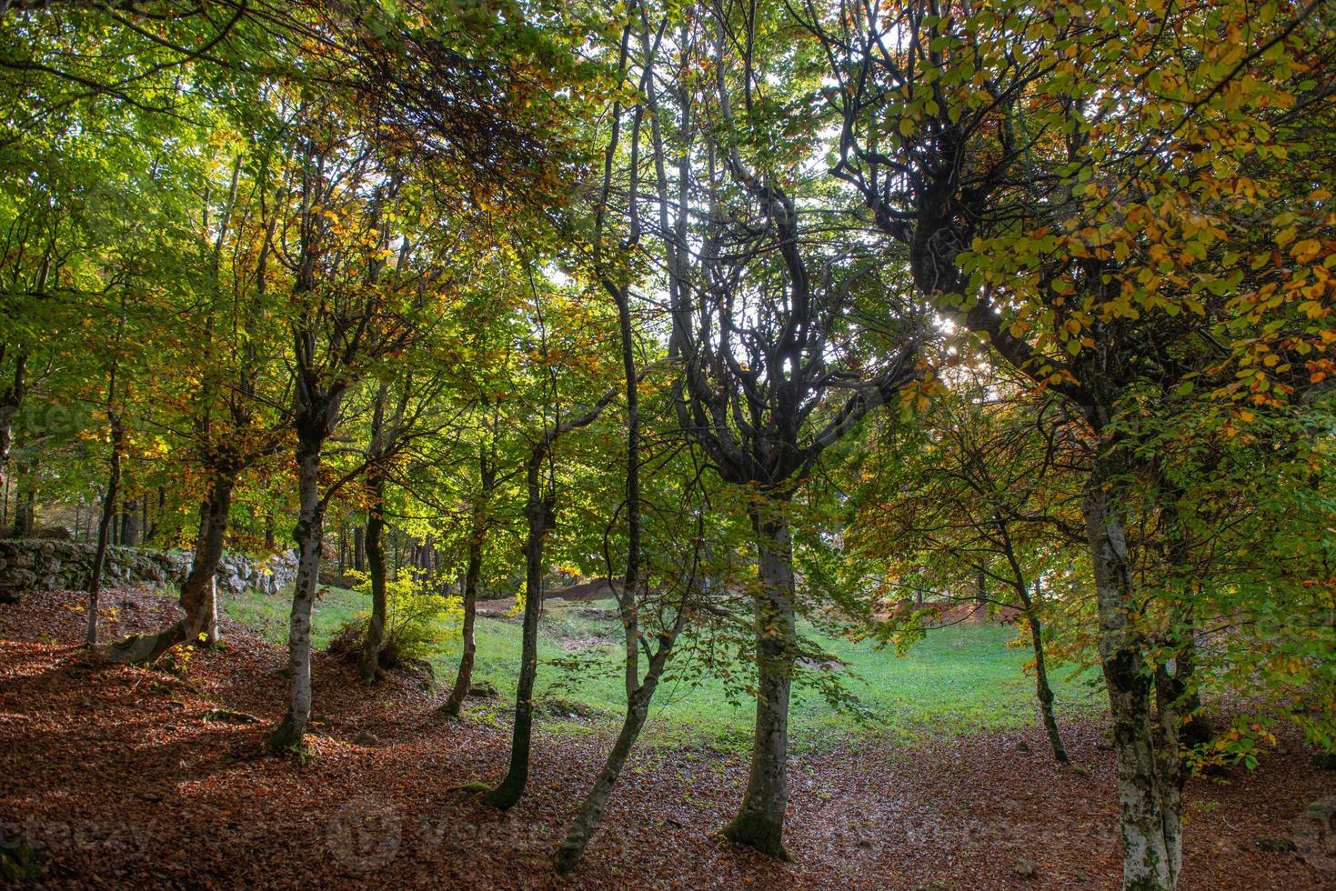 alberi con foglie colorate foto