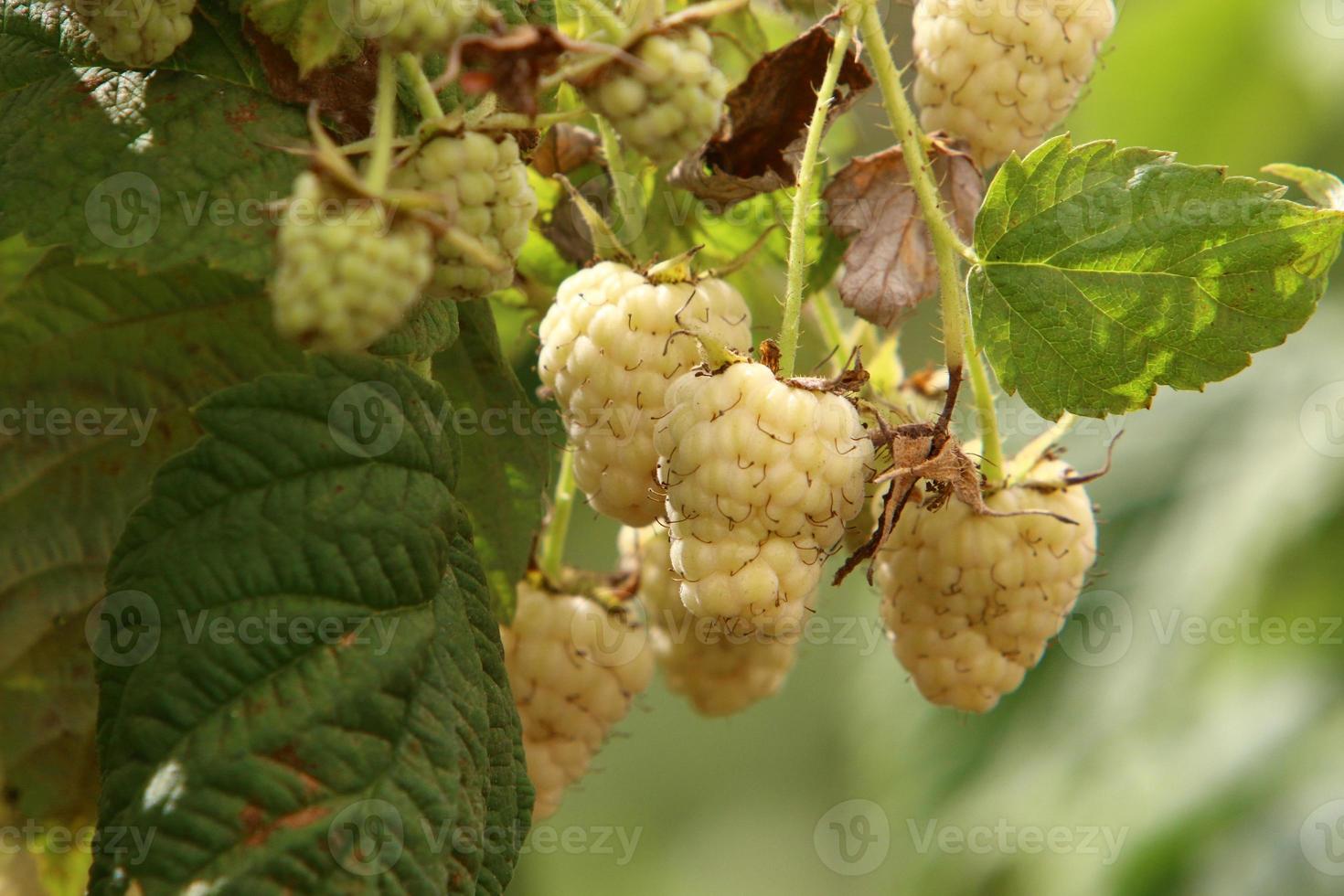 lampone cespugli con maturo frutti di bosco nel il città parco. foto