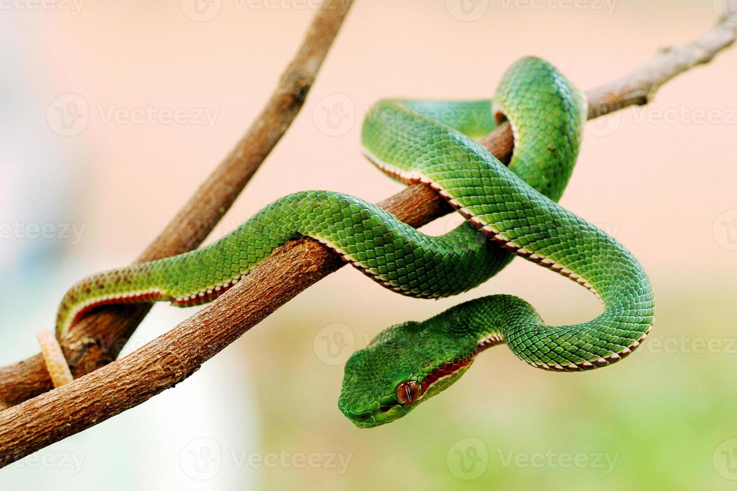 serpente verde avvolto attorno a un ramo di un albero foto