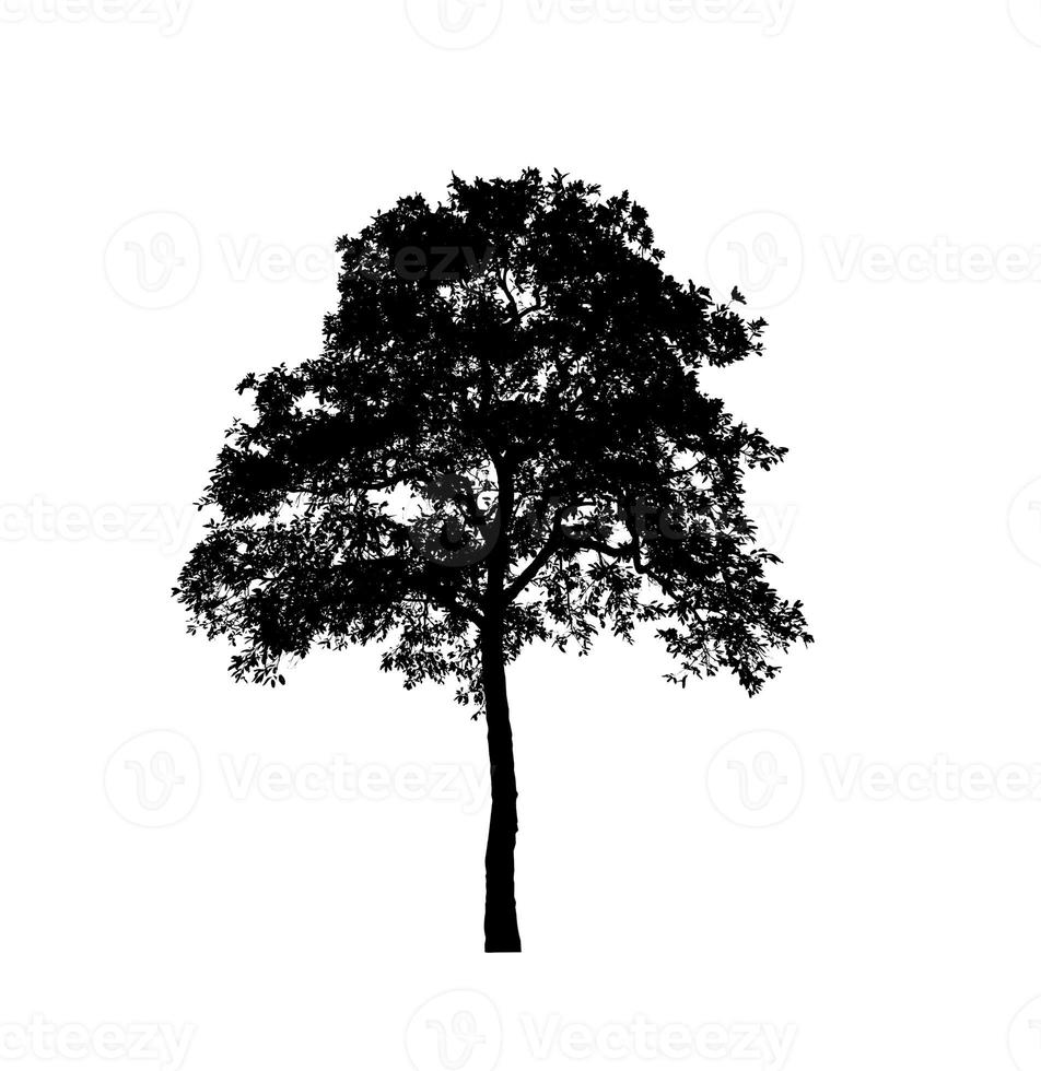 isolato albero silhouette per spazzola su bianca sfondo foto