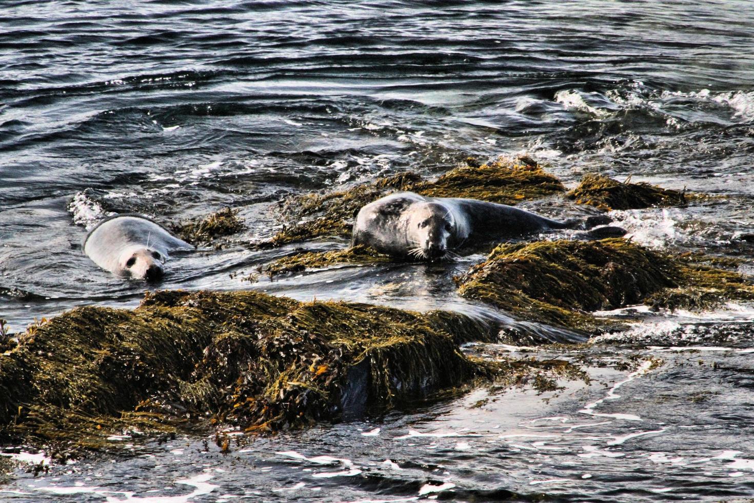 un' Visualizza di un' foca via il costa di il isola di uomo foto