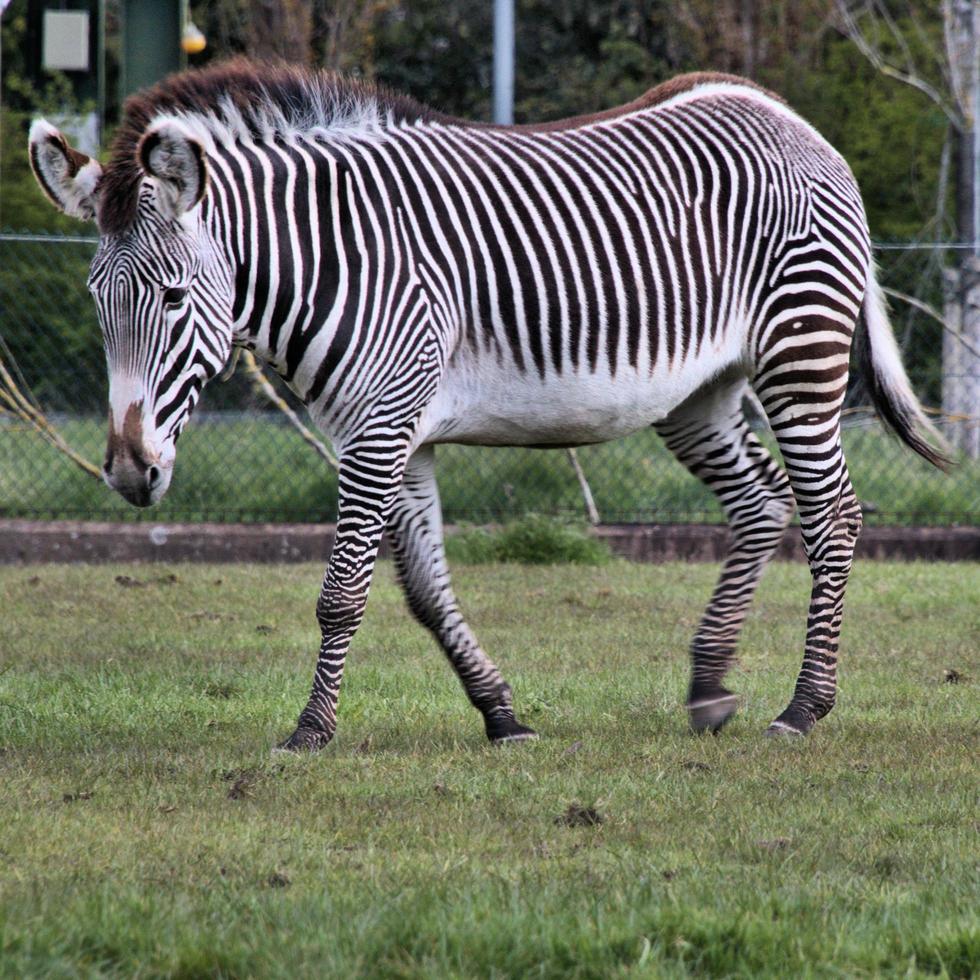 un' Visualizza di un' zebra foto