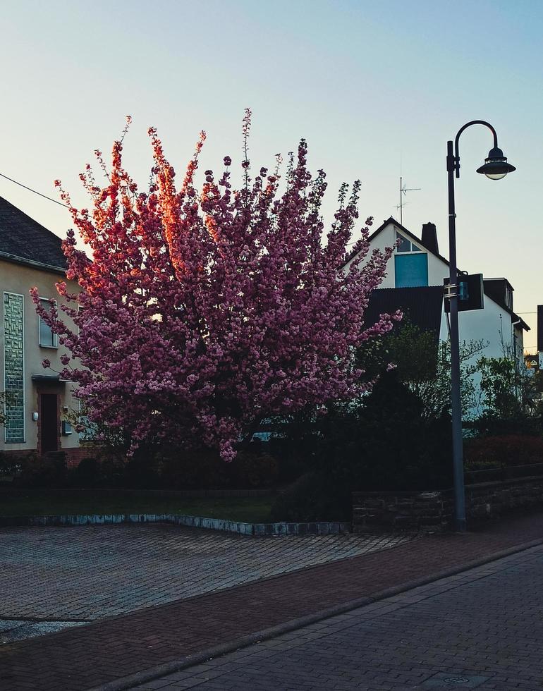 fioritura sakura su un' città strada nel Germania foto