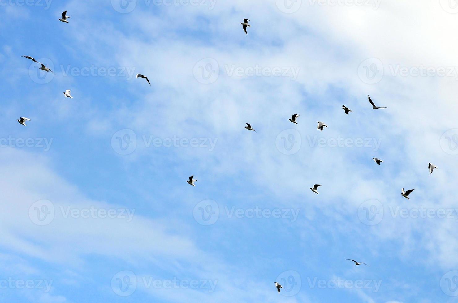 un' lotto di bianca gabbiani volare nel il nuvoloso blu cielo foto