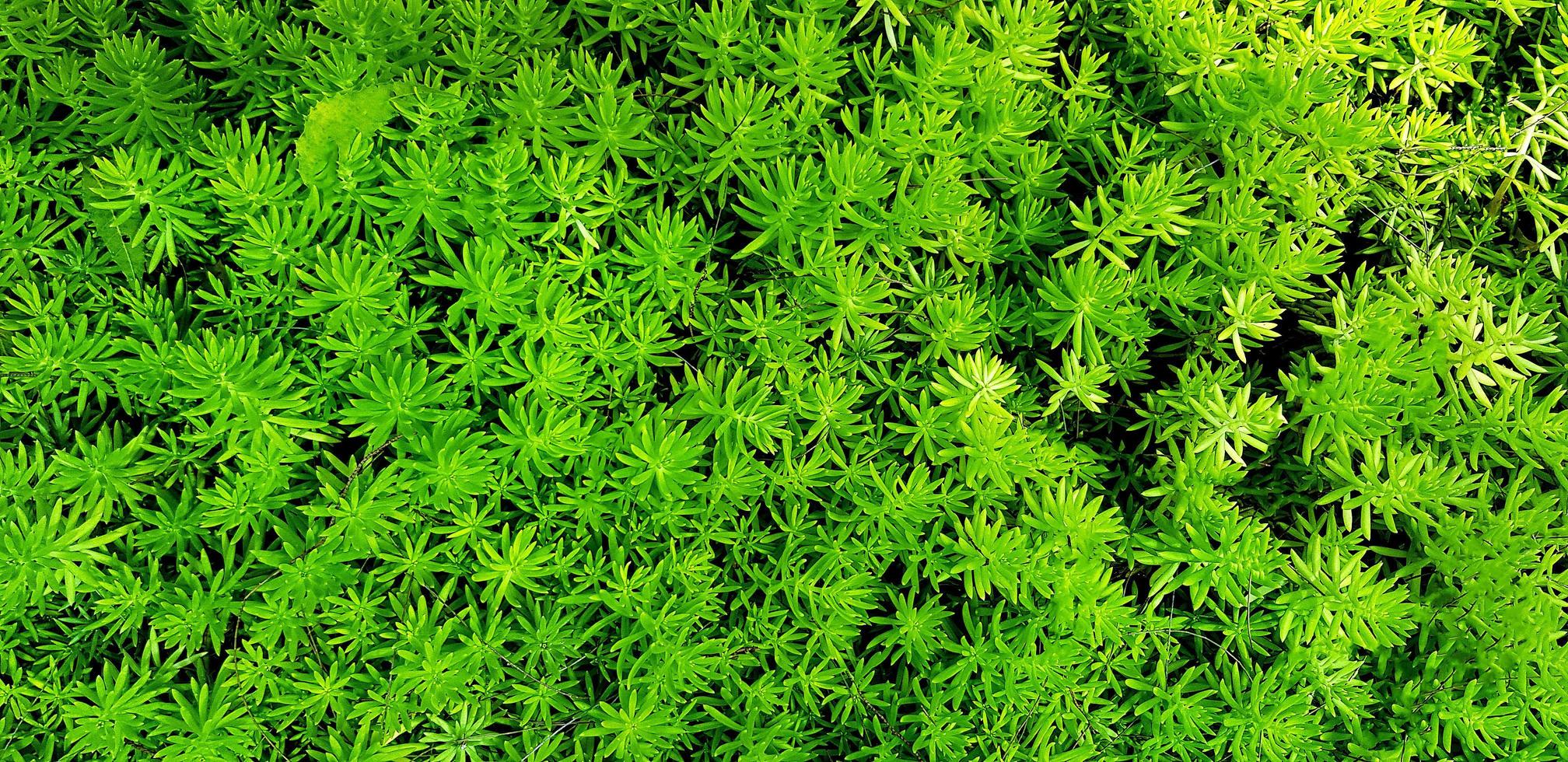 verde felce le foglie sfondo. pianta crescita o natura sfondo. ornamentale albero nel giardino per decorazione. bellissimo naturale concetto foto