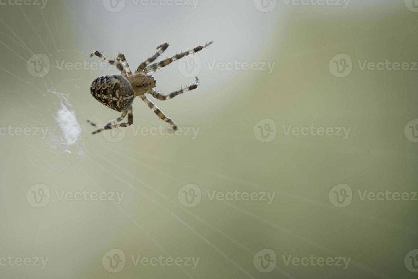 attraversare ragno nel un' ragno ragnatela, agguato per preda. sfocato sfondo foto