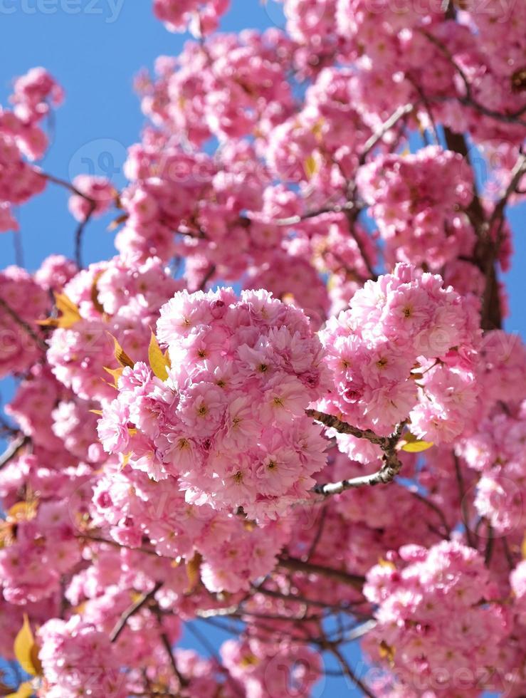 primavera fiori striscione. ramo di fioritura rosa fiori di sakura albero nel presto primavera. sorprendente naturale floreale primavera bandiera o saluto carta, cartolina, manifesto. foto