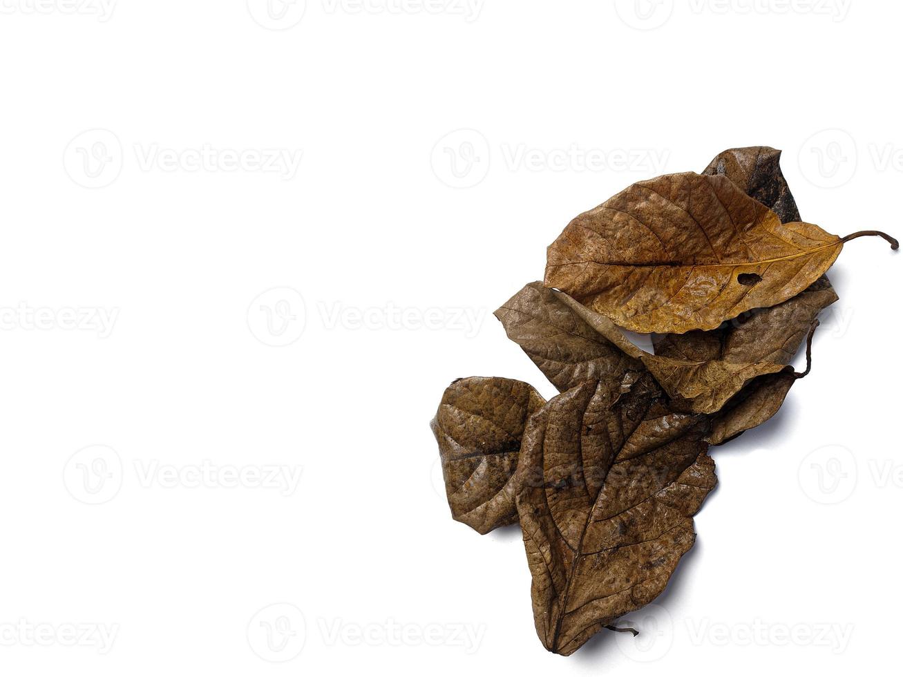 creativo sfondo di un' mucchio di autunno giallo le foglie isolato su un' bianca sfondo. concetto di naturale sfondo e autunno. foto