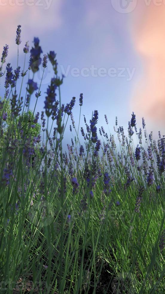 i campi di lavanda fioriscono a Hokkaido in Giappone per rilassarsi in estate o in primavera. foto