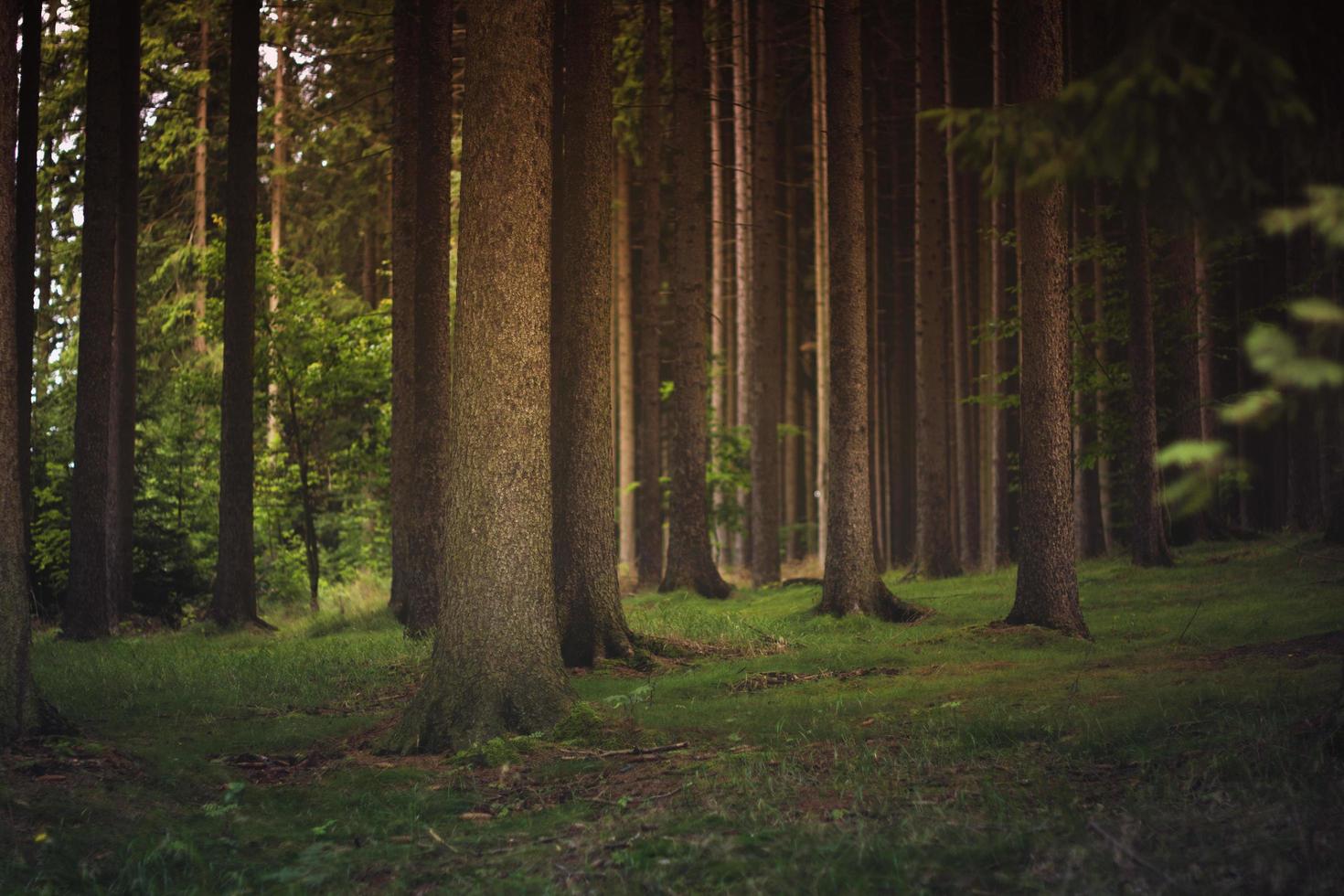 alberi marroni durante il giorno foto