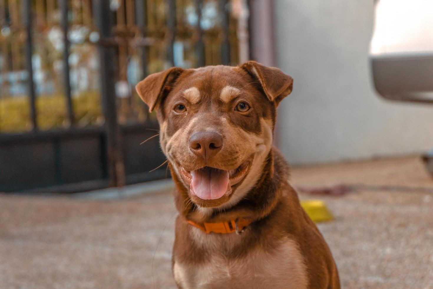 primo piano del cane marrone foto