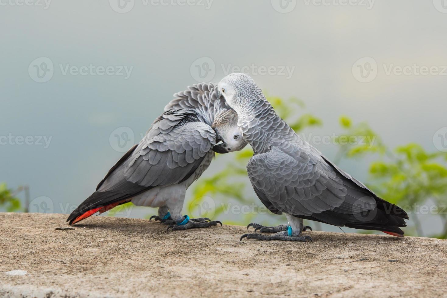 Due pappagalli o amore uccelli nel amore bacio ogni Altro, pappagallo amore, africano grigio pappagallo seduta e parlando insieme con amore emozione. foto