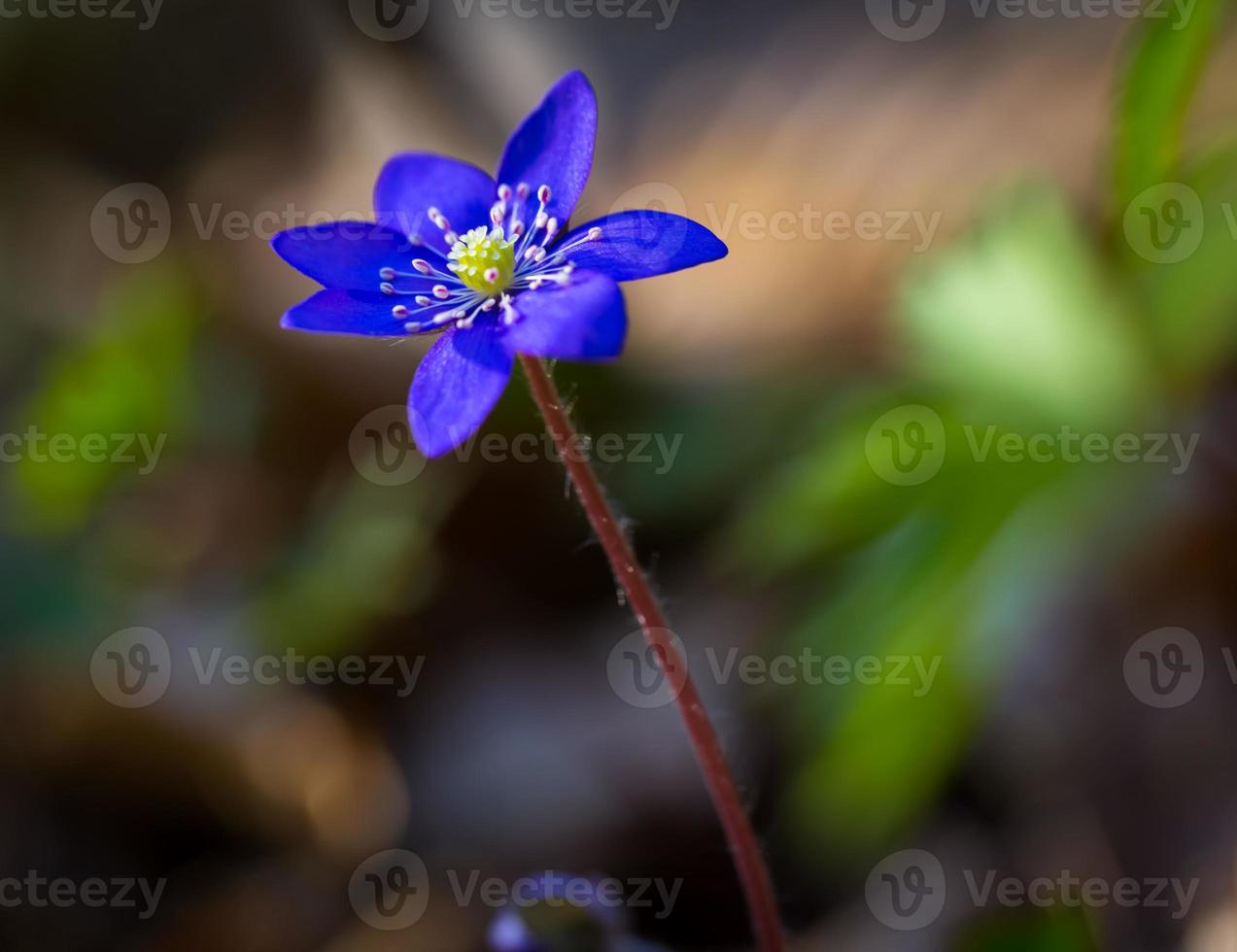 Blue sprigtime liverworts fiore (hepatica nobilis) foto