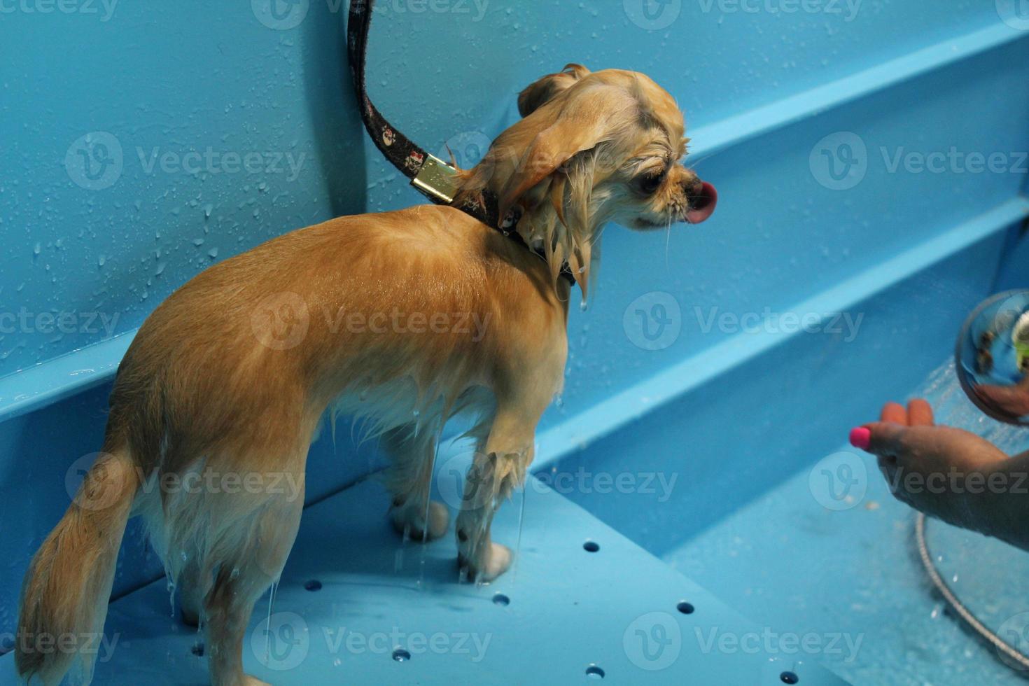 divertente chihuahua cane con bagnato pelliccia in piedi nel un' bagno dopo bagnarsi e lavaggio nel governare salone. professionale igiene, benessere, terme procedure di animali concetto. animale domestico cura idea. vicino su foto
