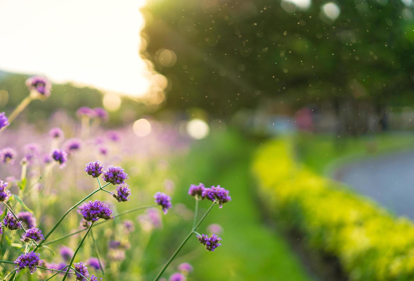 verbena fiori viola foto