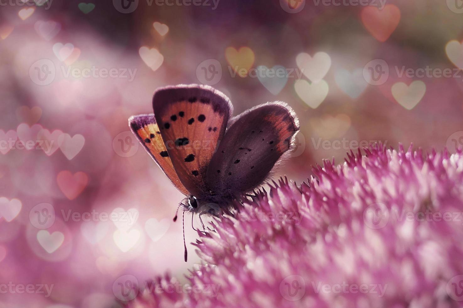farfalla di San Valentino - bokeh multicolore del cuore foto