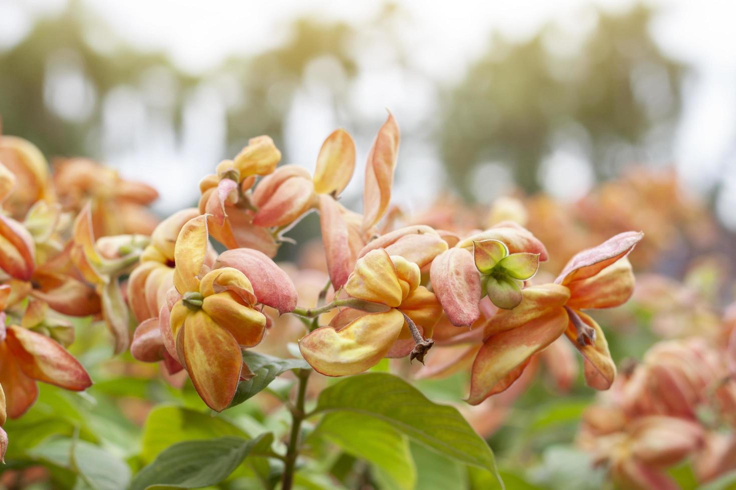 arancia mussenda filippina, dona luz o dona Regina sirikit fioritura con luce del sole nel il giardino. foto