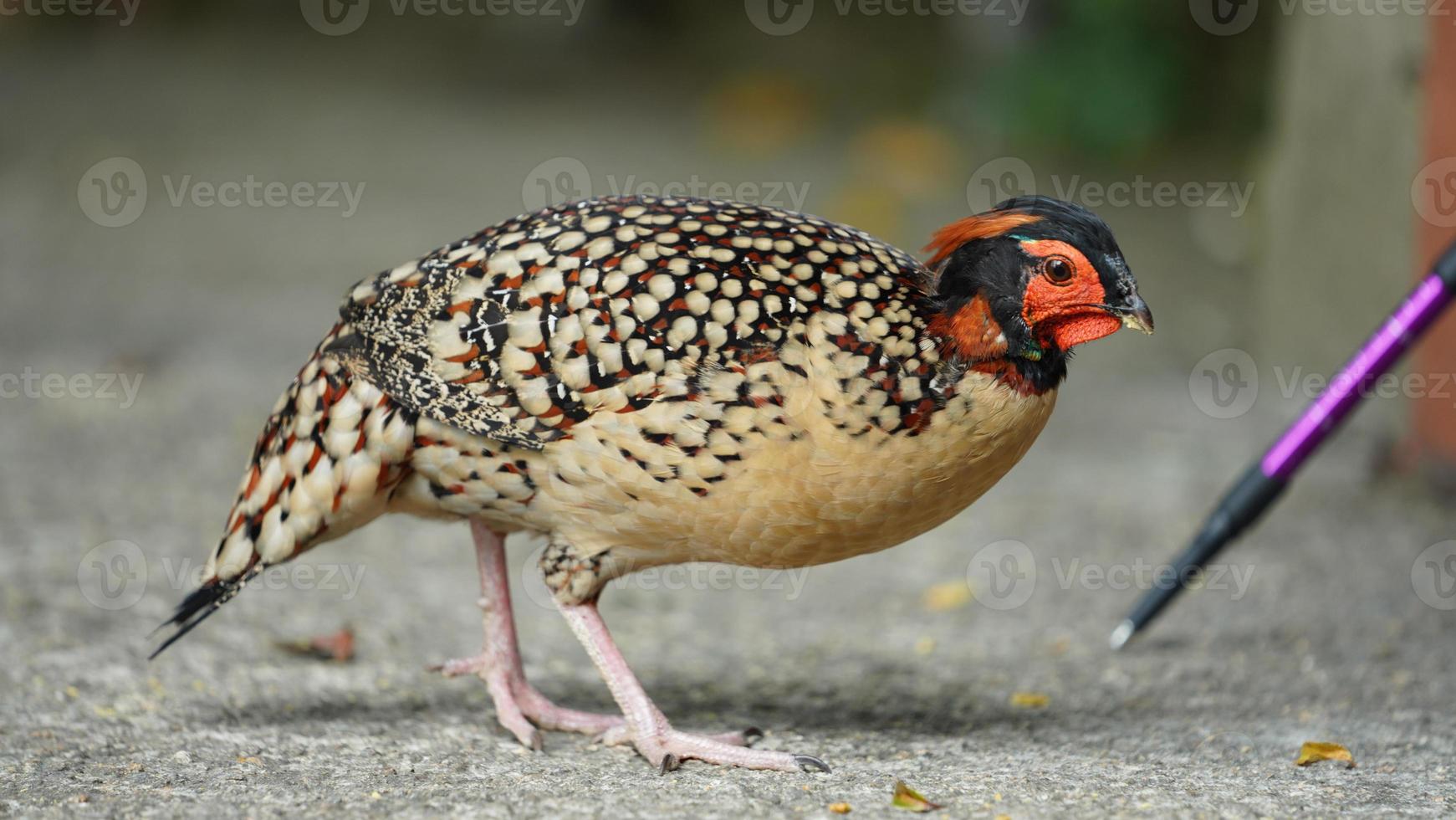 il domestico pollo Visualizza nel il cortile nel Cina foto