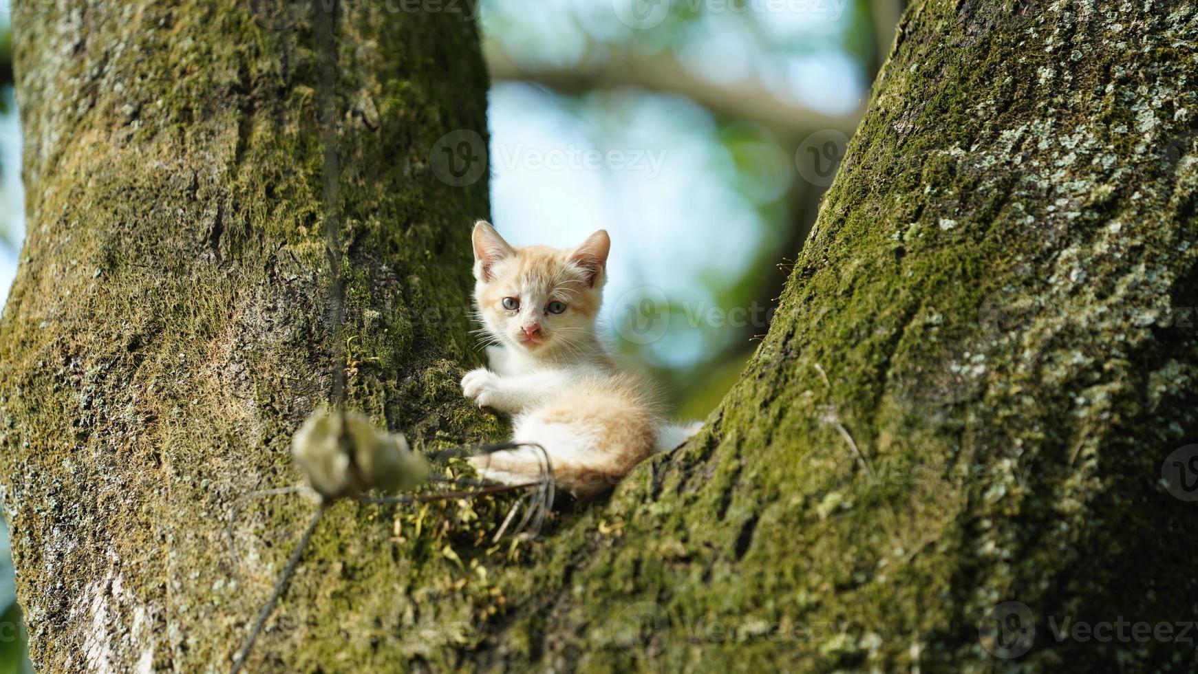 Due carino poco gatti arrampicata su su il albero per riposo foto