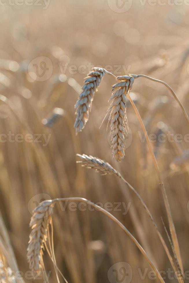 primo piano dorato grano maturo orecchio campo di cereali estate prima del raccolto foto