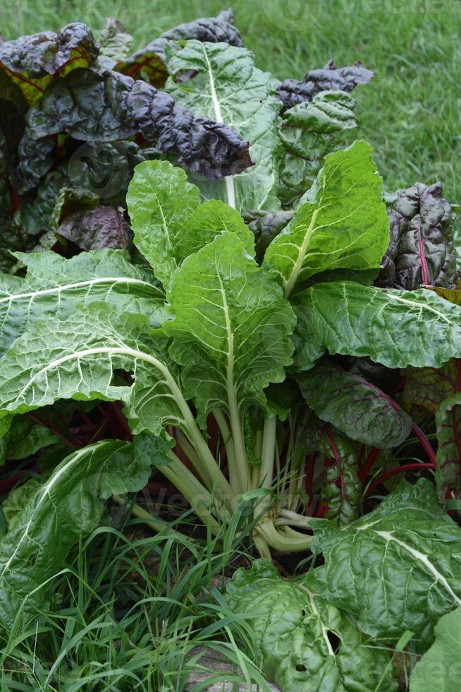 viola e verde rabarbaro pianta nel un' giardino di partenza per maturare foto