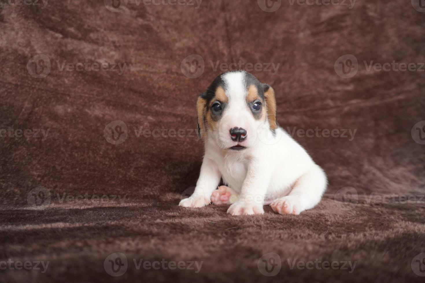 il generale aspetto di il beagle somiglia un' miniatura Foxhound. beagle avere eccellente nasi. beagle siamo Usato nel un' gamma di ricerca procedure. beagle avere eccellente nasi. foto