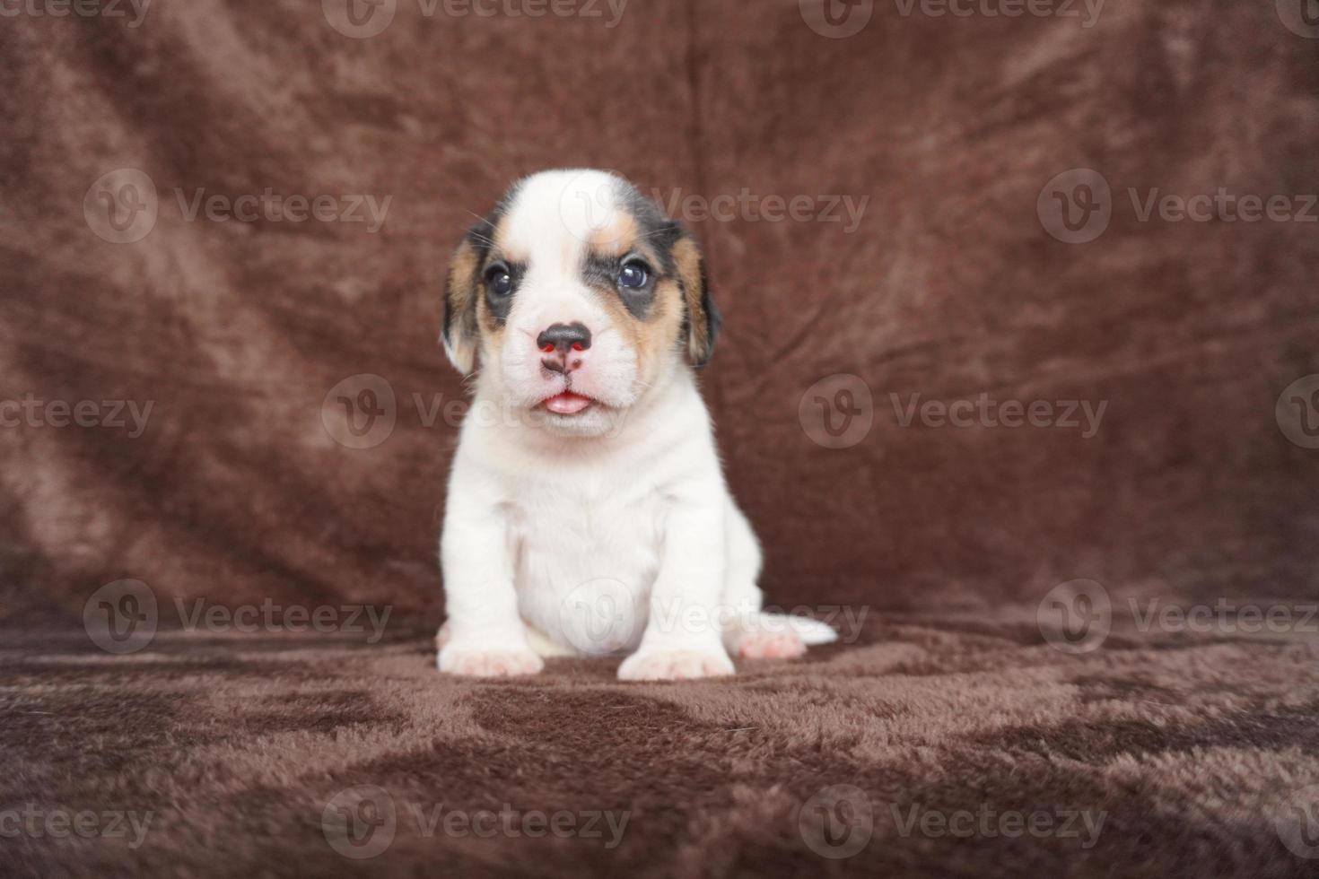 il generale aspetto di il beagle somiglia un' miniatura Foxhound. beagle avere eccellente nasi. beagle siamo Usato nel un' gamma di ricerca procedure. beagle avere eccellente nasi. foto