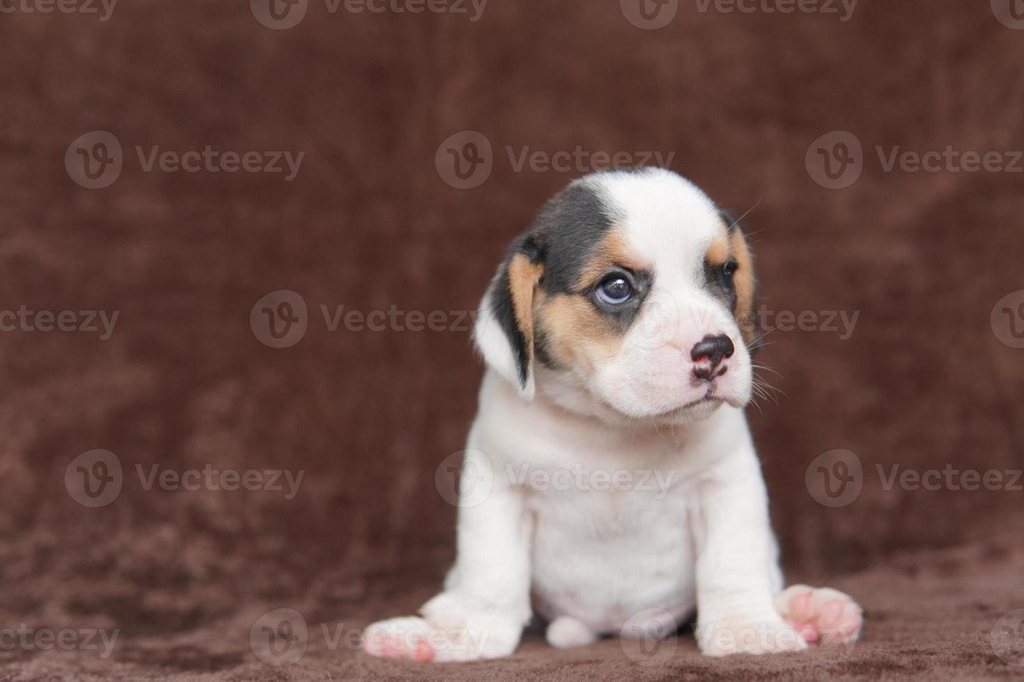 beagle avere eccellente nasi. beagle siamo Usato nel un' gamma di ricerca procedure. beagle avere eccellente nasi. cane immagine avere copia spazio. foto