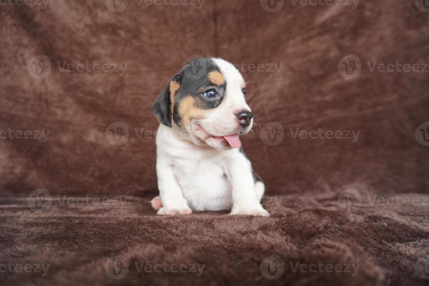 il generale aspetto di il beagle somiglia un' miniatura Foxhound. beagle avere eccellente nasi. beagle siamo Usato nel un' gamma di ricerca procedure. beagle avere eccellente nasi. foto