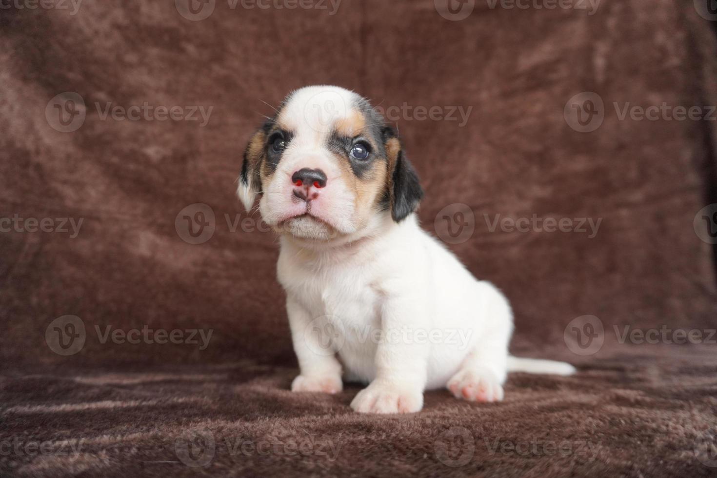 il generale aspetto di il beagle somiglia un' miniatura Foxhound. beagle avere eccellente nasi. beagle siamo Usato nel un' gamma di ricerca procedure. beagle avere eccellente nasi. foto