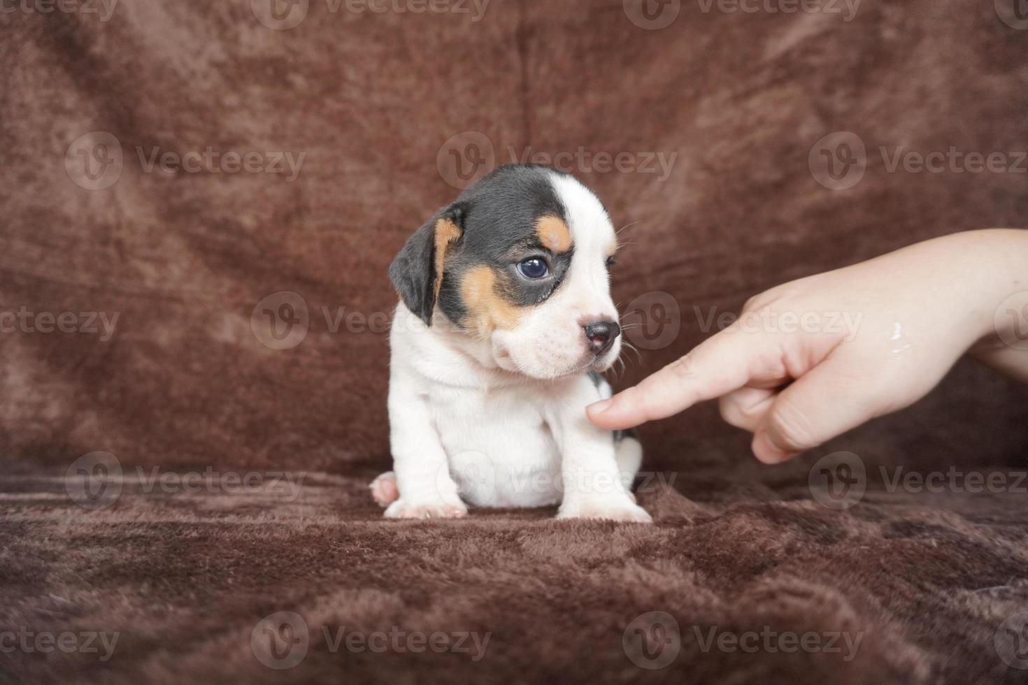 il generale aspetto di il beagle somiglia un' miniatura Foxhound. beagle avere eccellente nasi. beagle siamo Usato nel un' gamma di ricerca procedure. beagle avere eccellente nasi. foto