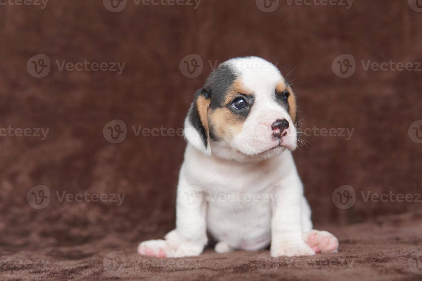 beagle avere eccellente nasi. beagle siamo Usato nel un' gamma di ricerca procedure. beagle avere eccellente nasi. cane immagine avere copia spazio. foto