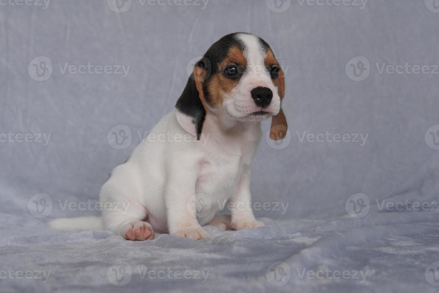 beagle avere eccellente nasi. beagle siamo Usato nel un' gamma di ricerca procedure. beagle avere eccellente nasi. cane immagine avere copia spazio. foto