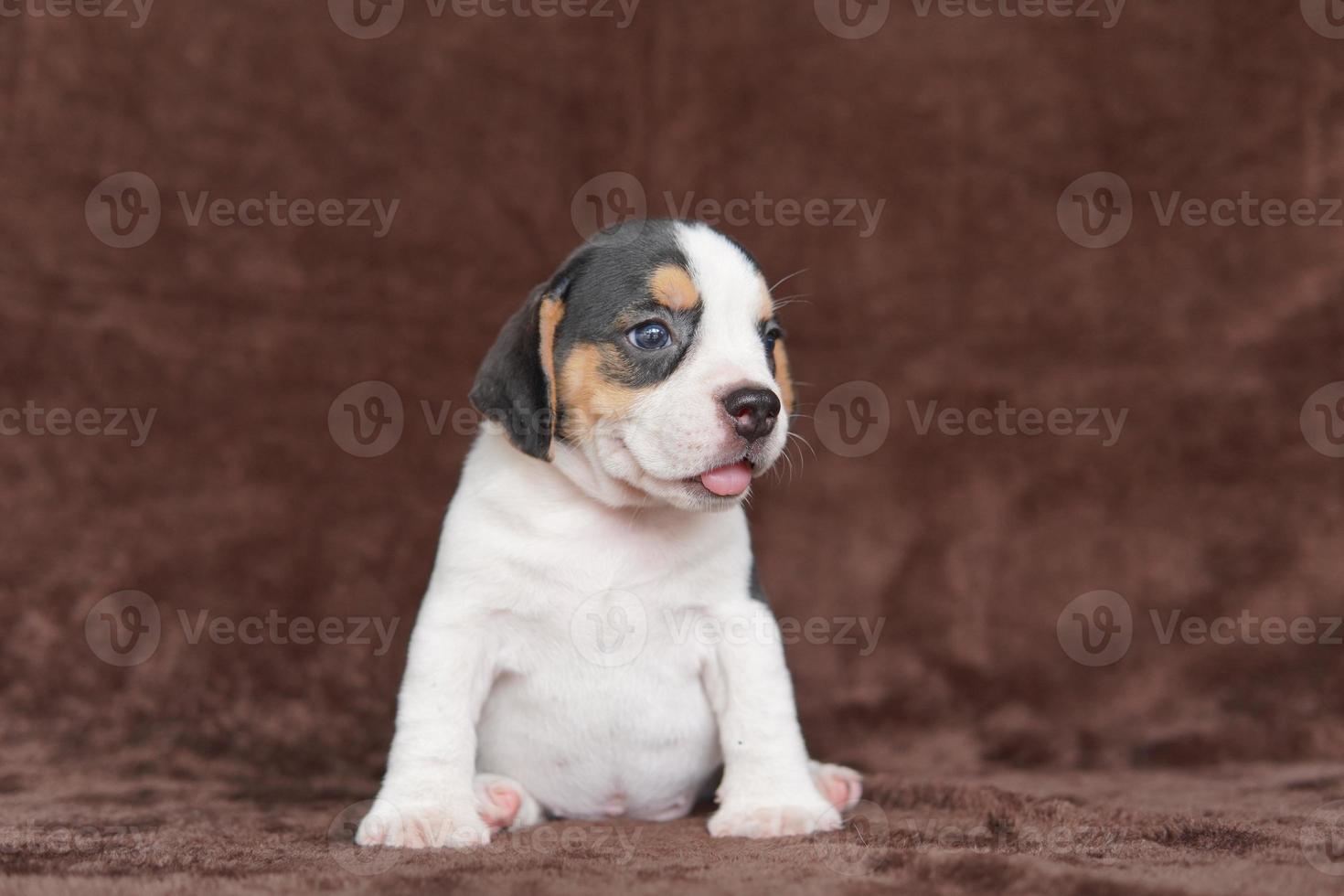 beagle avere eccellente nasi. beagle siamo Usato nel un' gamma di ricerca procedure. beagle avere eccellente nasi. cane immagine avere copia spazio. foto