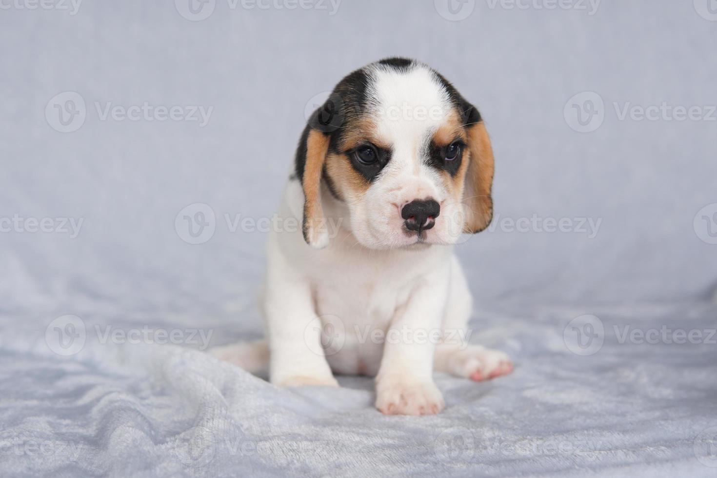 beagle avere eccellente nasi. beagle siamo Usato nel un' gamma di ricerca procedure. beagle avere eccellente nasi. cane immagine avere copia spazio. foto