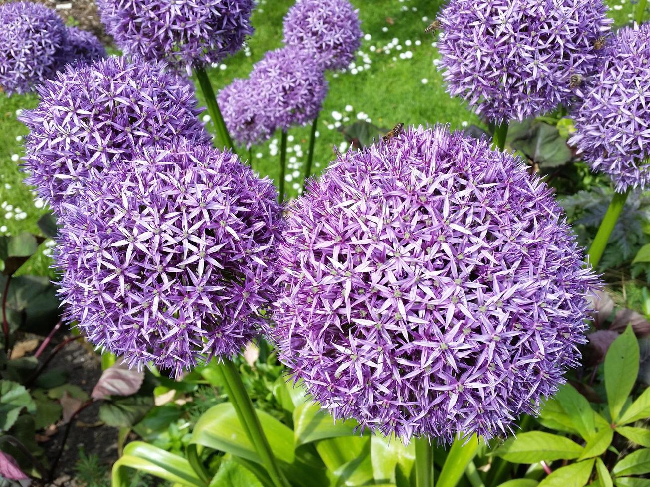 primo piano di fiori viola allium foto