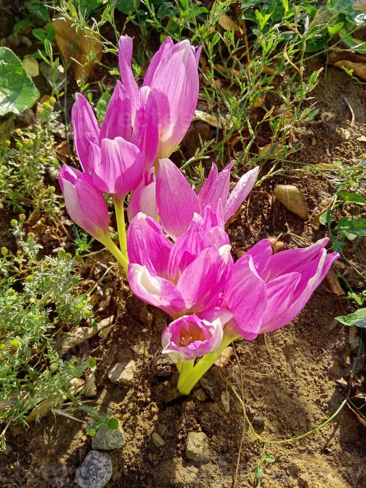 luminosa croco fiori nel natura foto