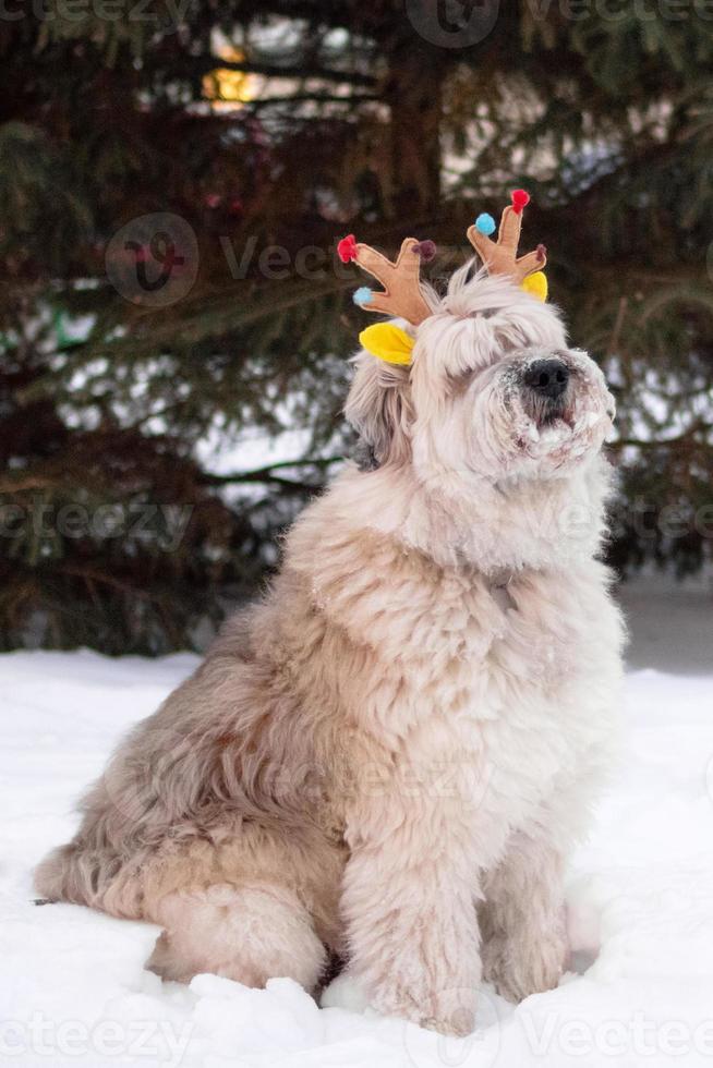 dai capelli lunghi Sud russo pastore cane è indossare colorato cervo corna su un' sfondo di grande abete albero nel un' inverno parco. Natale e nuovo anno simbolo. foto