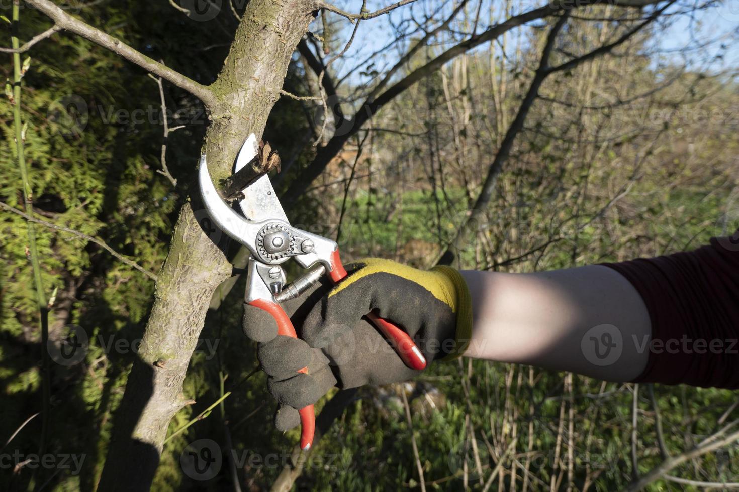 potatura Pera rami potatori. Rifinitura il albero con un' taglierina. primavera potatura di frutta alberi. foto