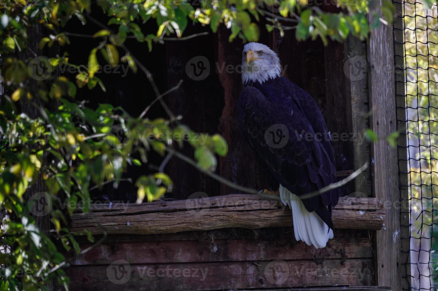 Calvo aquila si siede attentamente su il di legno recinto foto