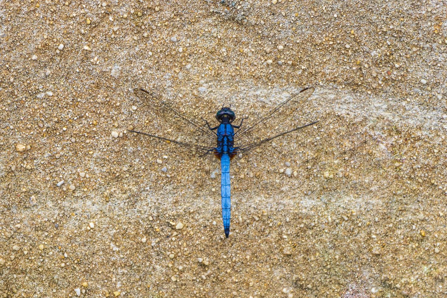 bellissimo luminosa blu libellula nel tropicale natura Phuket isola Tailandia. foto