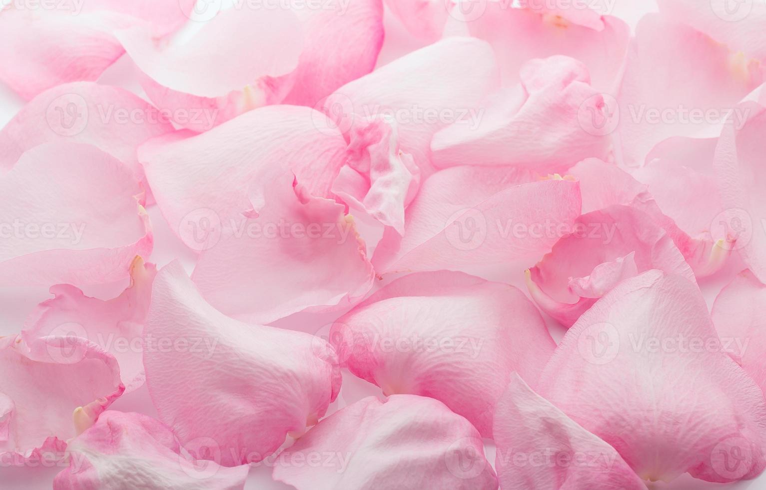 petali di rosa. foto