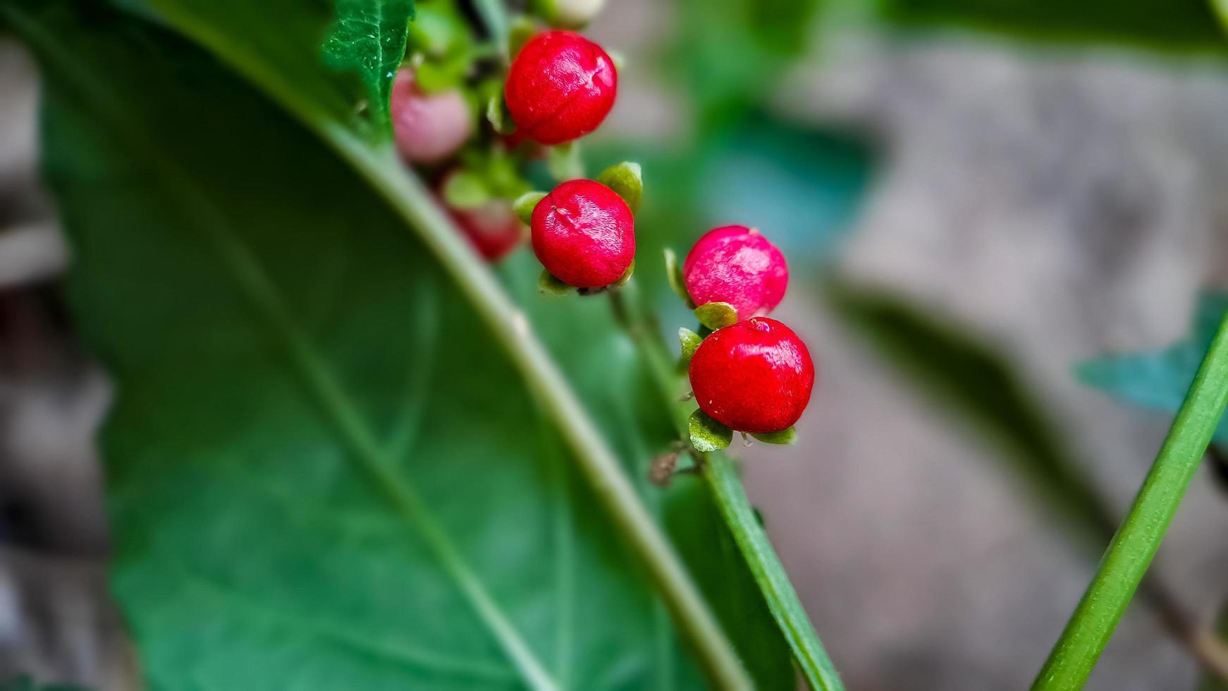 imbarazzante rivina o mirtillo rosso o bacca rossa, tiro nel il mattina macro nel il giardino foto