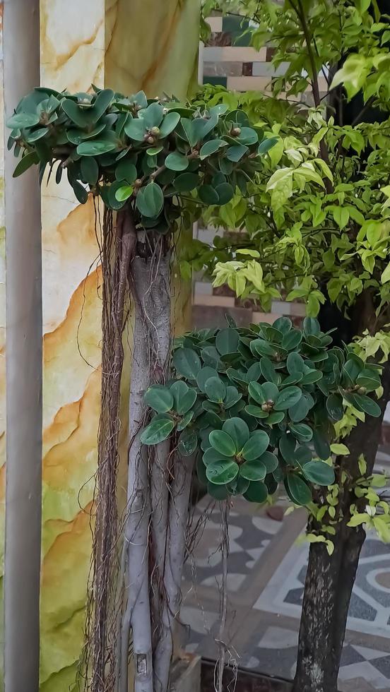 verde isola ficus è anche conosciuto come ficus microcarpa. Questo pianta è nativo a partire dal Sud Cina e Oceania isola foto