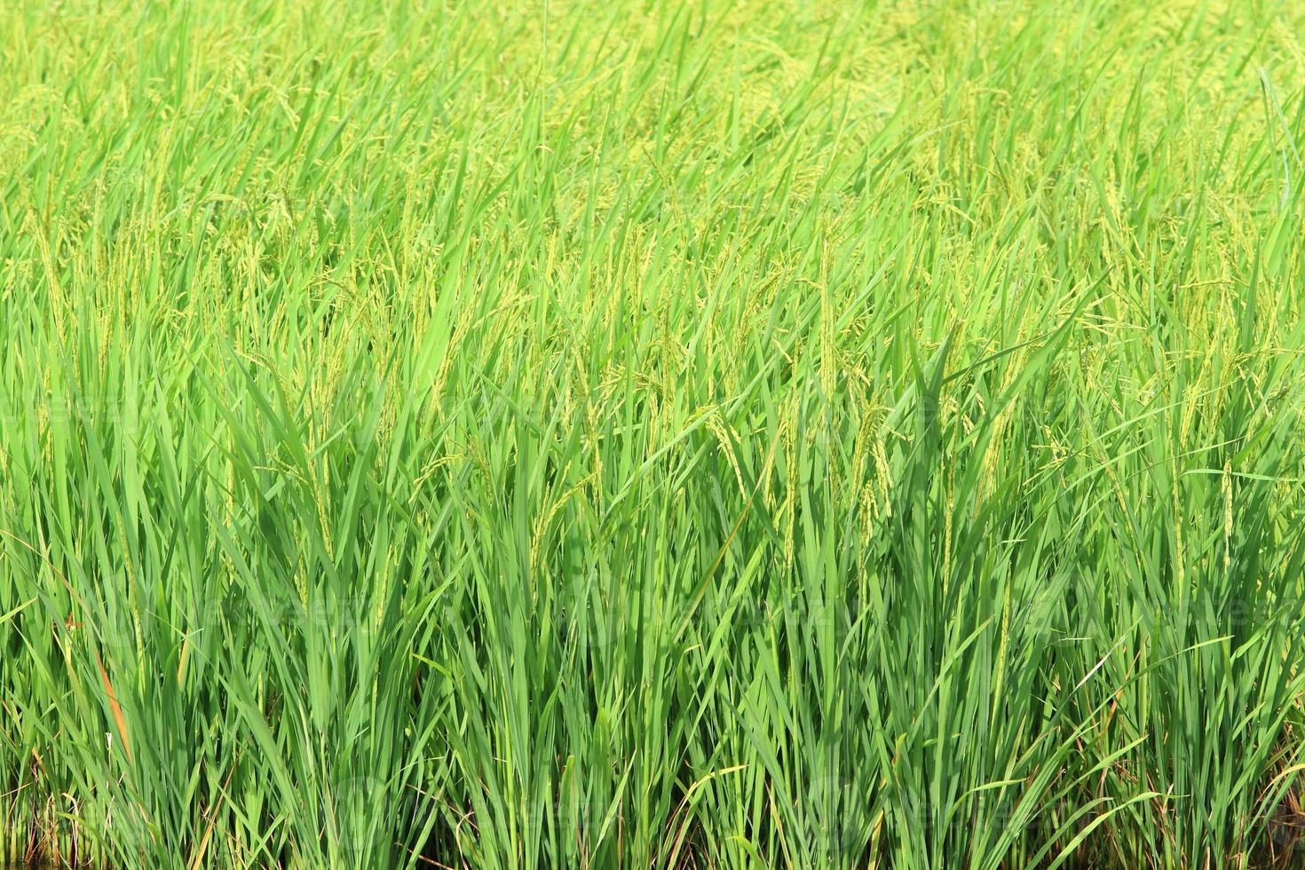 campi di riso in thailandia foto
