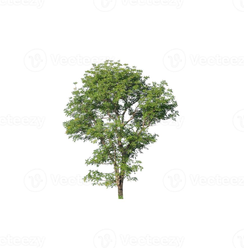 albero isolato su sfondo bianco. foto